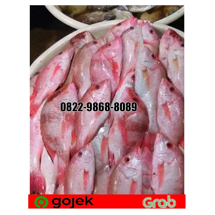 

PROMO KAKAP MERAH SEGAR /IKAN KAKAP MERAH UTUH/ RED SNAPPER FISH