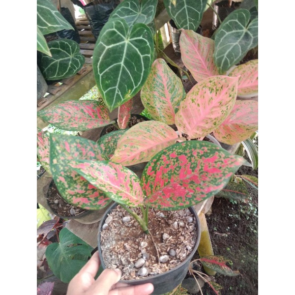 aglaonema venus