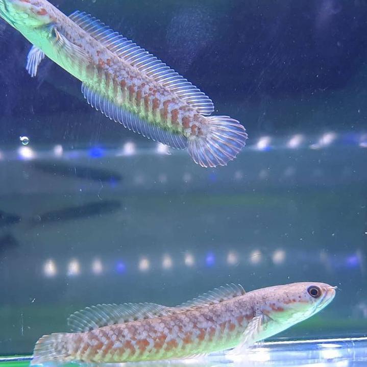 Harga Bersahabat.. Channa Red Andrao 6-7cm