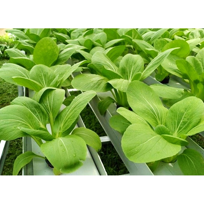 [ 60 biji ] BENIH PAKCHOY SAWI SENDOK Ecer / Repack - biji sayur hidroponik hemat ekonomis Takii See