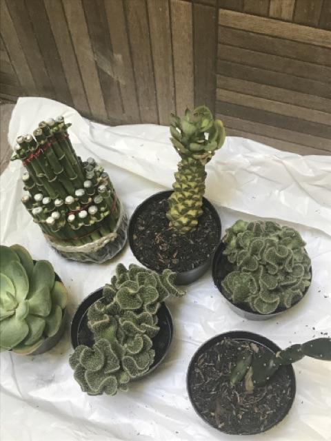 Kaktus Candi (cereus Tetragonous)