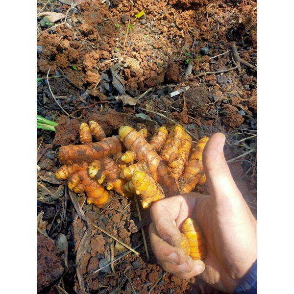 

Kunyit Obat Herbal Original/Kunyit Berkualitas/kunyit Terbaik