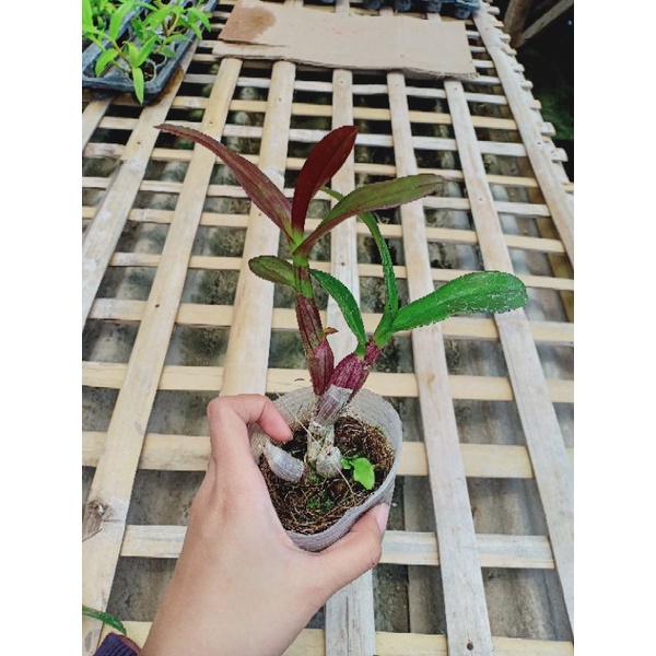 Dendro Mangosteen Remaja