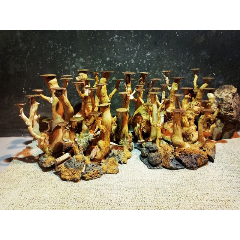 Bonsai Aquascape Hutan 2set