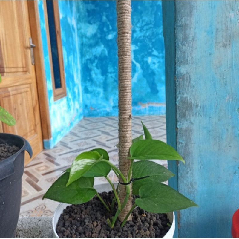 turus tiang penyangga tanaman turus pelupen 30cm