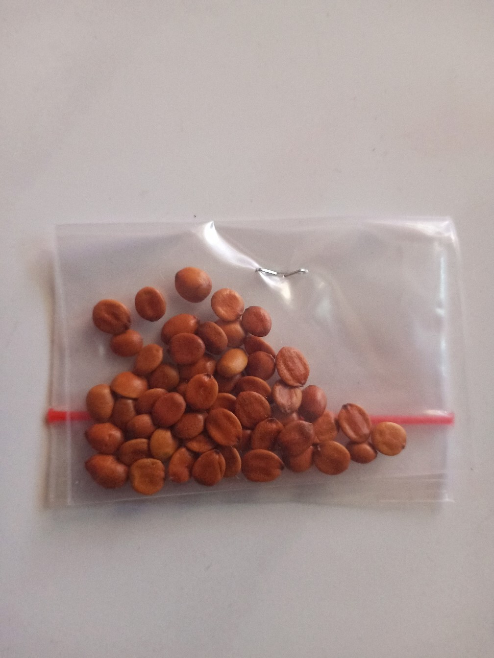 Biji Bidara Arab Super Siap Semai / Bidara / Bidara Arab / Biji Bidara (sudah Dikupas Dari Cangkang)