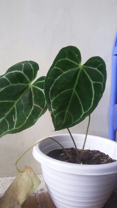 Tanaman Hias Kuping Gajah - Tanaman Anthurium Chrystalium