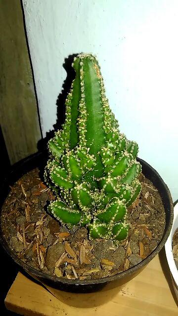 Kaktus Dan Sekulen ( Minimal 30 Packs )