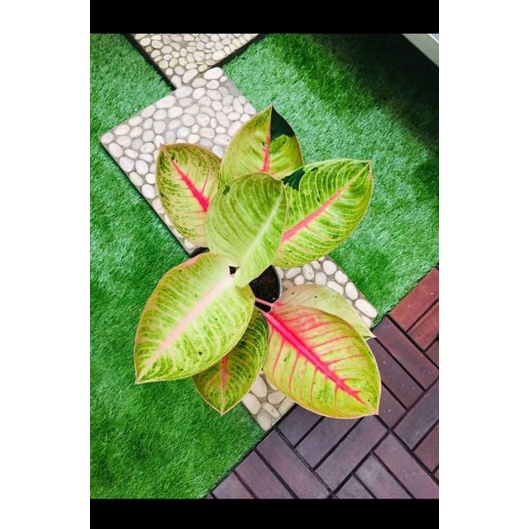 tanaman aglonema goliath anakan