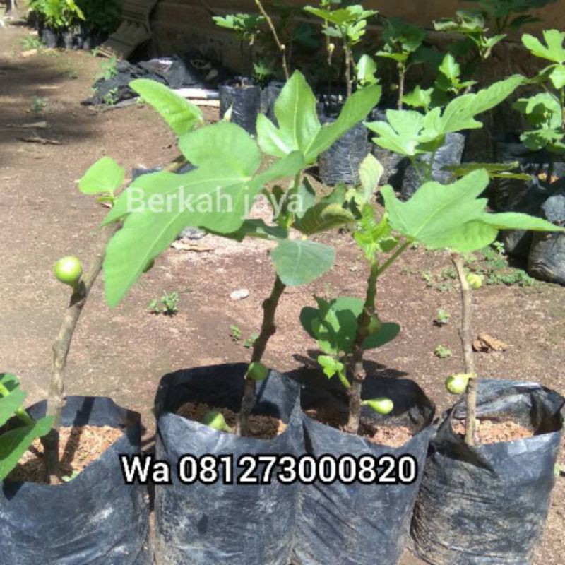 BIBIT BUAH TIN SUDAH BERBUAH MURAH MERIAH