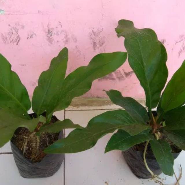 Bibit gelombang cinta