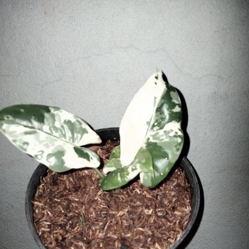 alocasia sente varigata