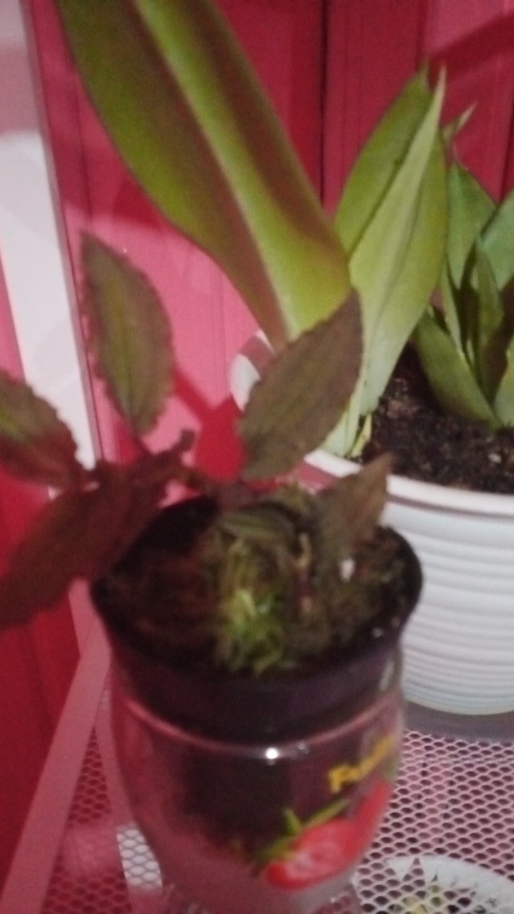 Jewel Orchid Nephelaphyllum Red Promo Bonus Pot