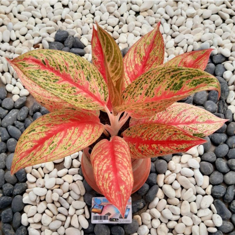Promo bibit aglonema Legacy merah daun1-3