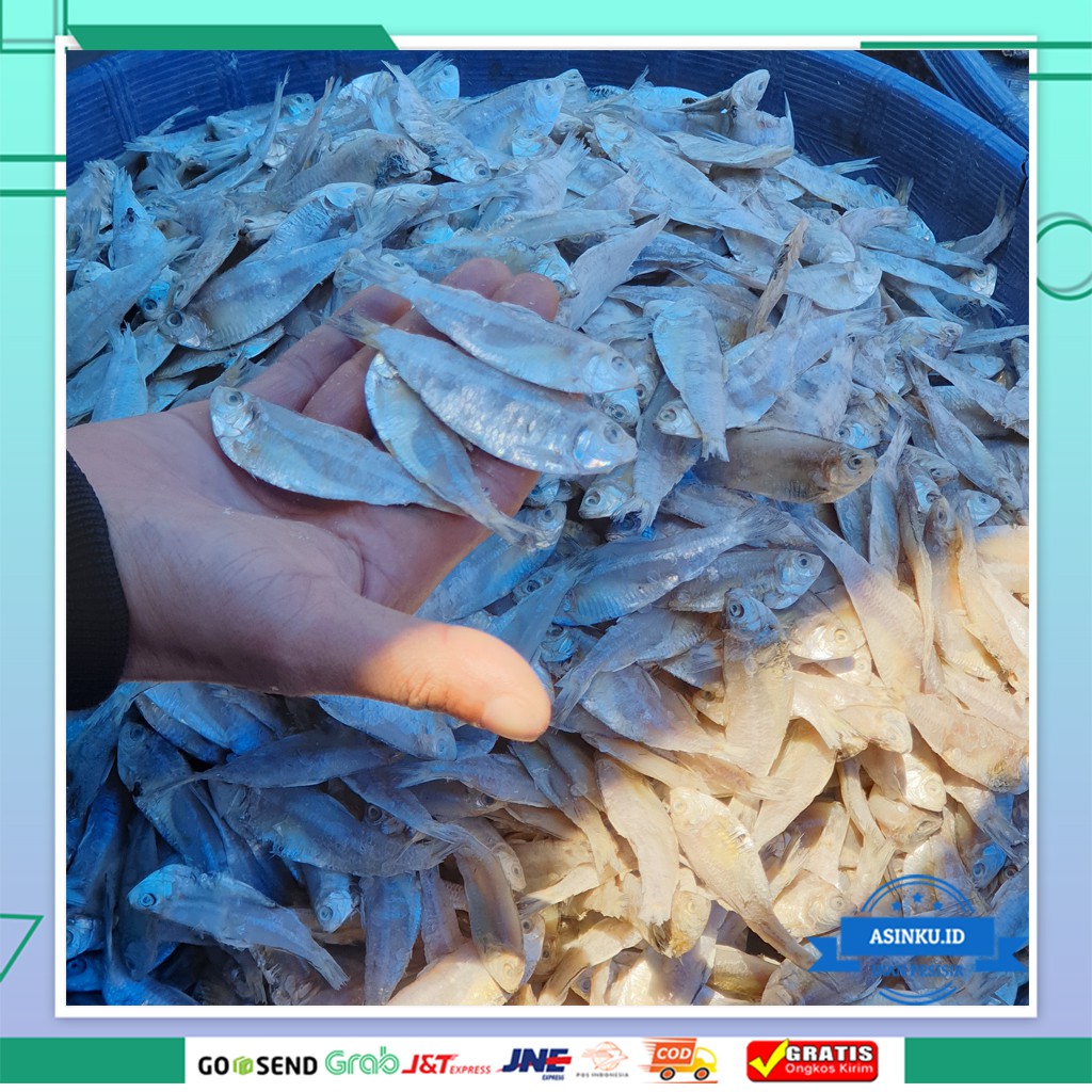 

IKAN ASIN KALAPAN /PAKANG 1KG | IKAN ASIN KAPASAN | IKAN ASIN PALING MURAH 1KG