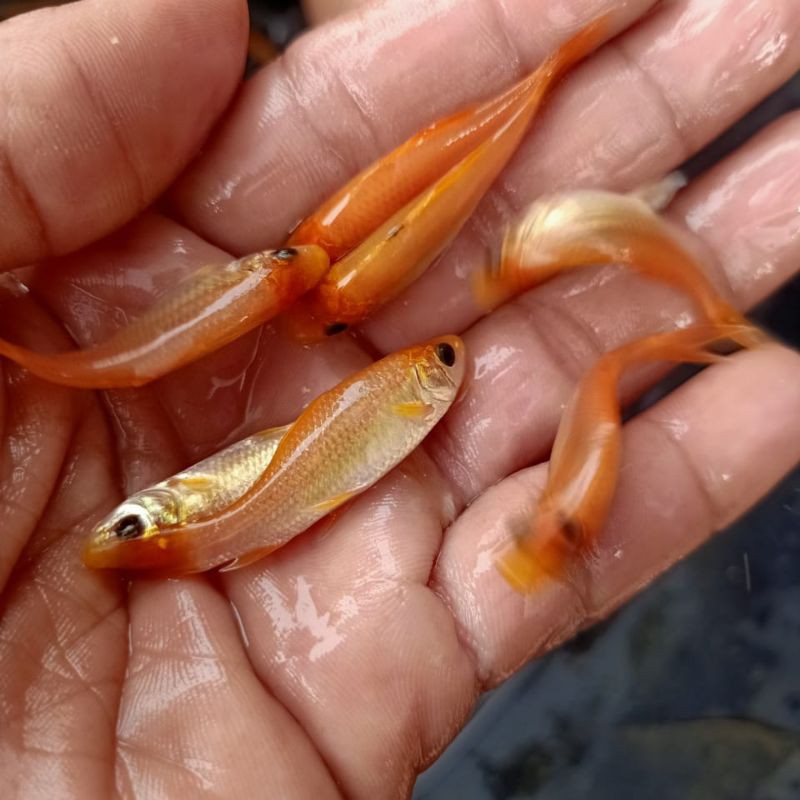 Ikan Terapi Lemon (Nilem Orange)
