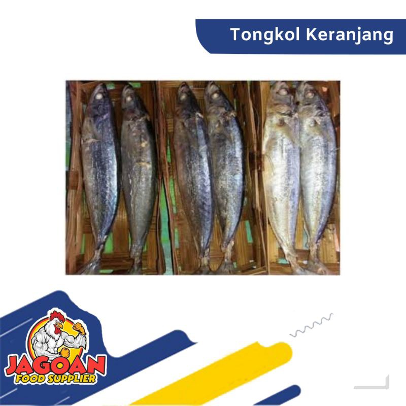 

IKAN TONGKOL BESEK / IKAN SEGAR