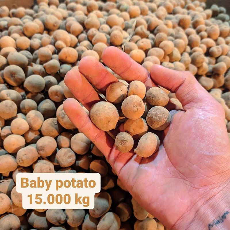 

Baby potato/kentang