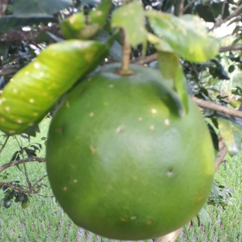 

buah jeruk bali