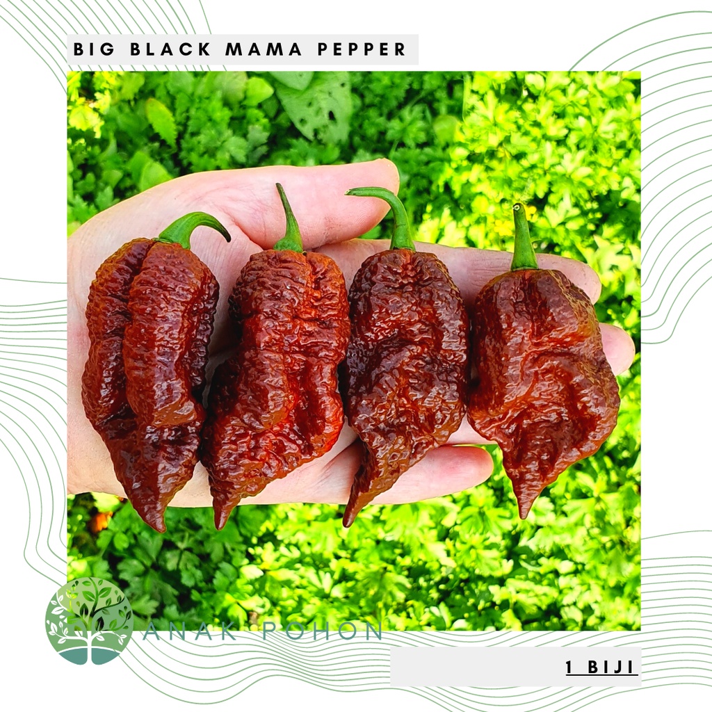 Benih Bibit Biji - Cabai Big Black Mama Primo Cabe Super Pedas Pepper Seeds