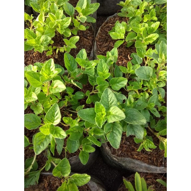 

֍ Tanaman oregano/bumbu masakan/rempah ➼