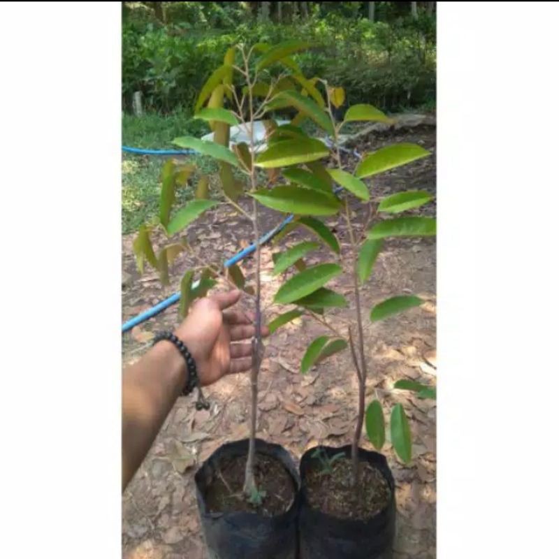 Bibit durian montong super unggol