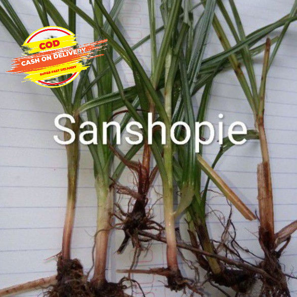 

Rumput teki segar paket 300 gram