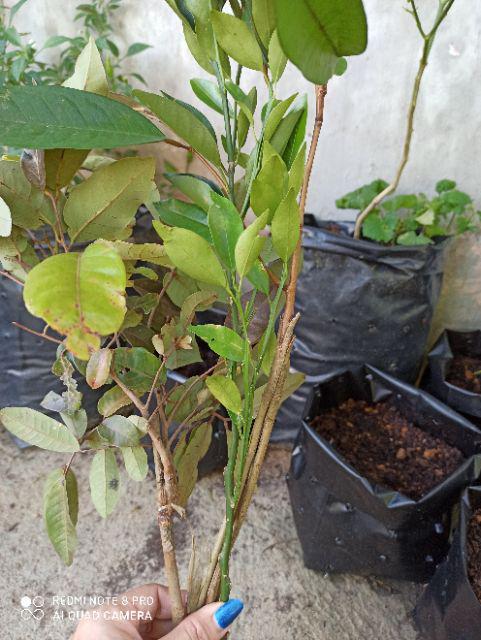 Bibit Tanaman Buah Jeruk Santang Madu