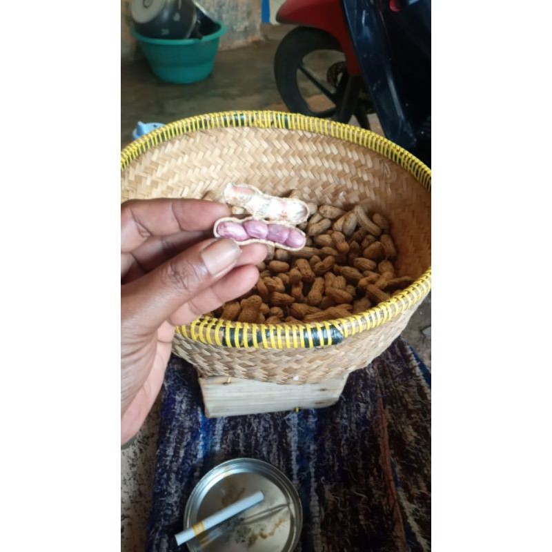 

kacang tanah