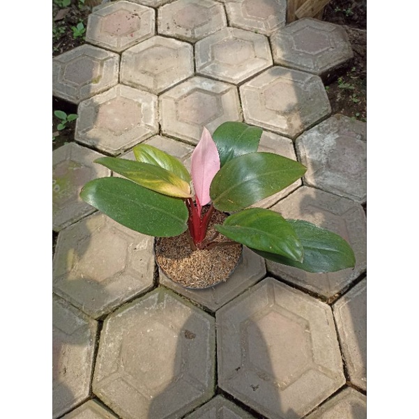 Tanaman hias daun philodendron pink congo / philodendron pink kongo