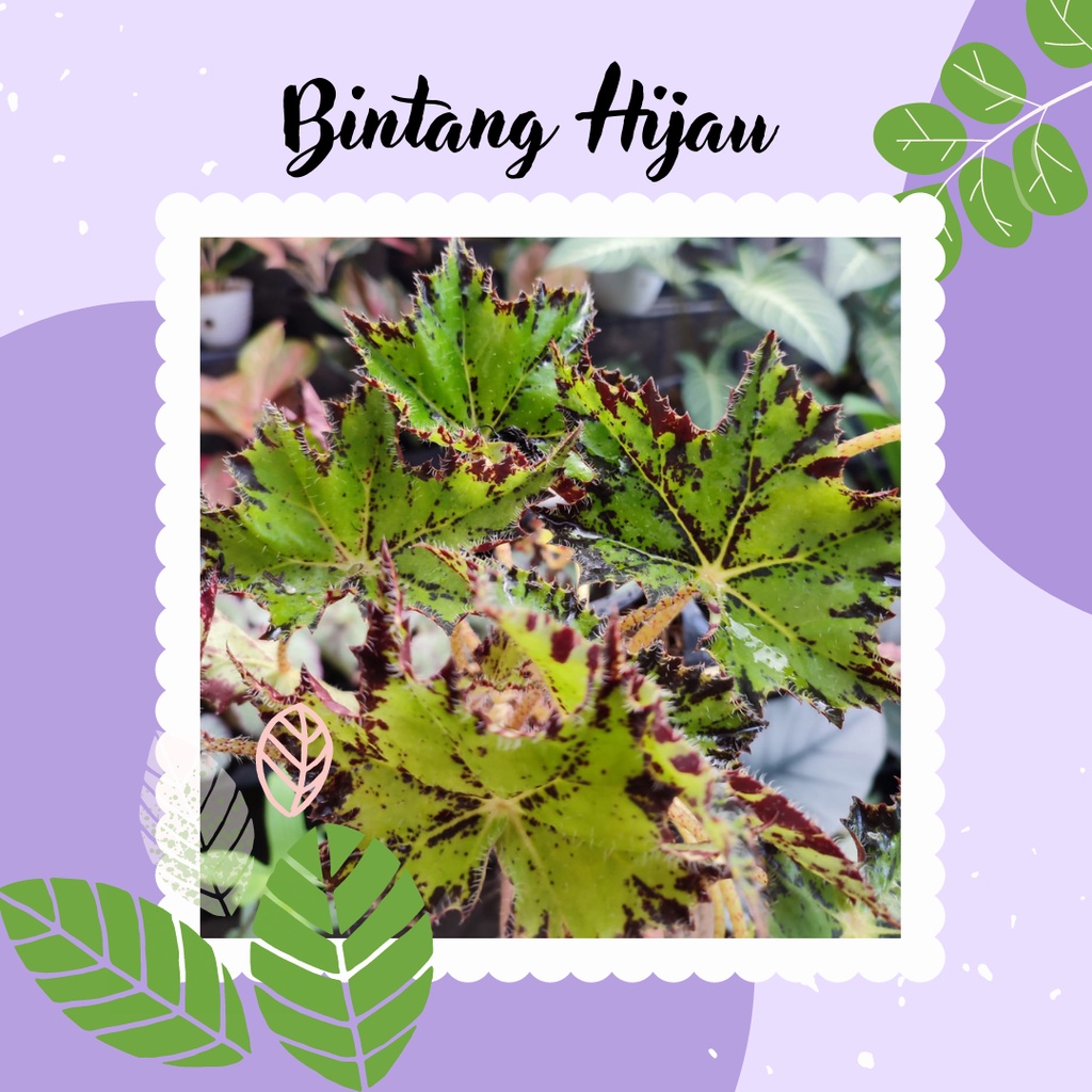 BEGONIA BINTANG HIJAU TANAMAN BUNGA BEGONIA BINTANG HIJAU
