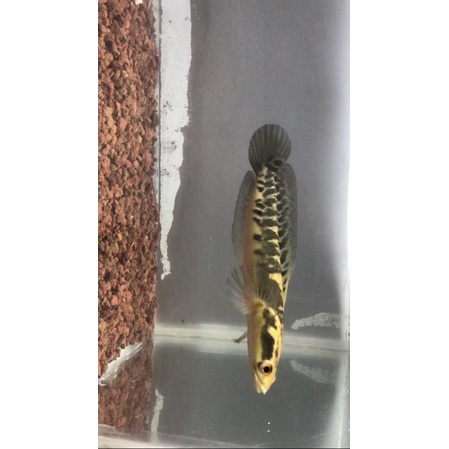 yellow sentarum  bar simet cabung 15cm