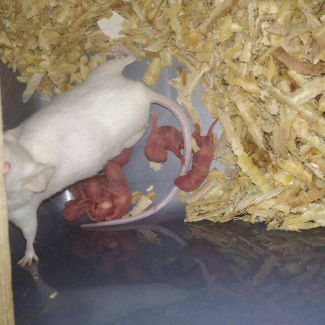 Tikus putih pingkies mencit