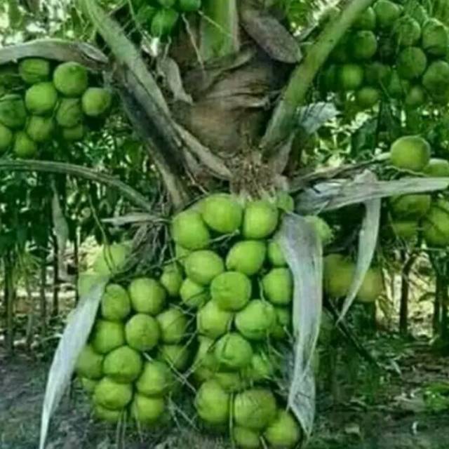 TERBARU Bibit kelapa SALAK GENJAH order 4 bonus 1
