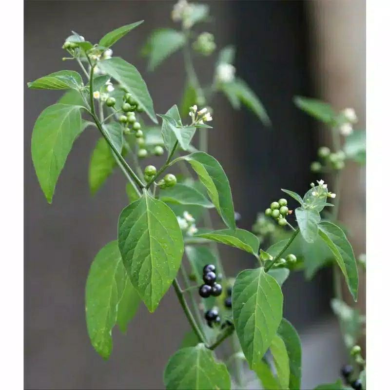 

termurah Daun ranti atau daun leunca per 500 gr