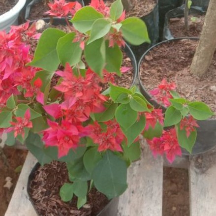 Bougenville Hawai Red / Ausie Red Batang ori