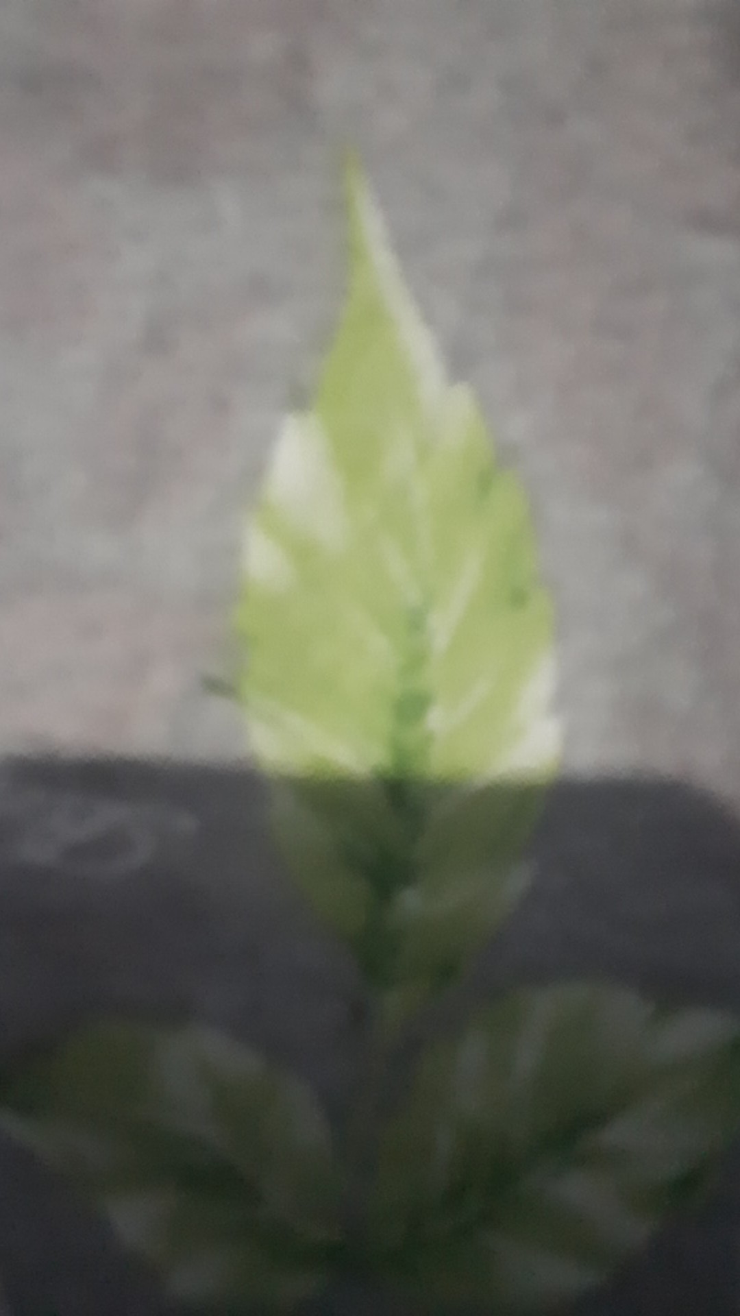 Kemeja Batik Motif Garuda Indonesia Dan Presiden