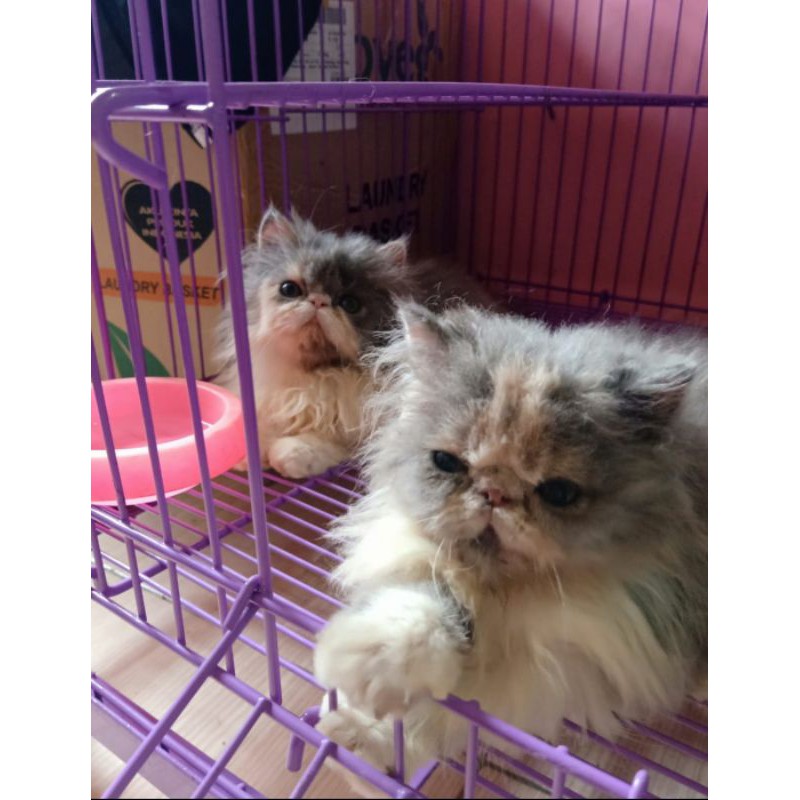 Kucing Persia Jenis PEAKNOSE Betina