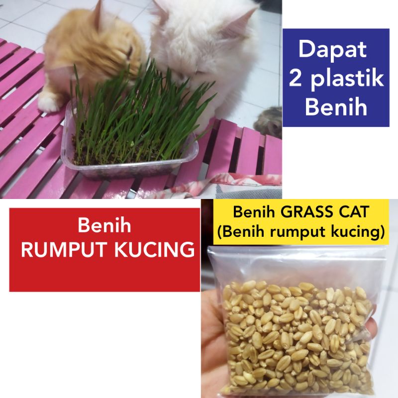 Rumput kucing , cat grass, benihnya saja (2bungkus)