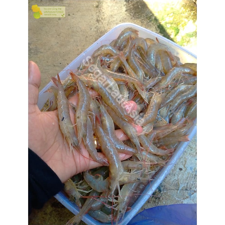 

Udang Api Segar / Udang Api Api 1kg Hasil Laut Segar Sefood Fresh