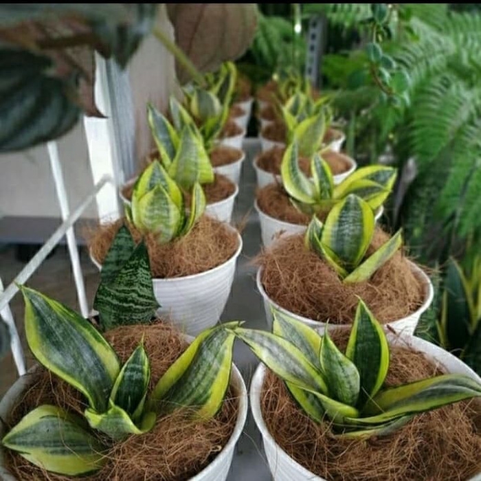 Tanaman hias sansivera pagoda kuning-sansivera-pagoda