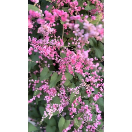 Bibit Tanaman Bunga Air Mata Pengantin Pink | Air Mata Pengantin Varian Bunga Warna Pink