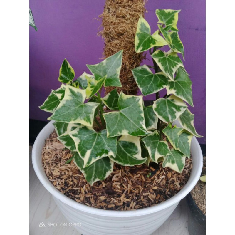 Tanaman Hias Gantung Bunga Ivy Varigata / Hedera Helix Glacier