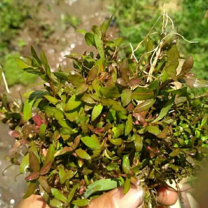 higropila polisperma sunset taneman aquascape