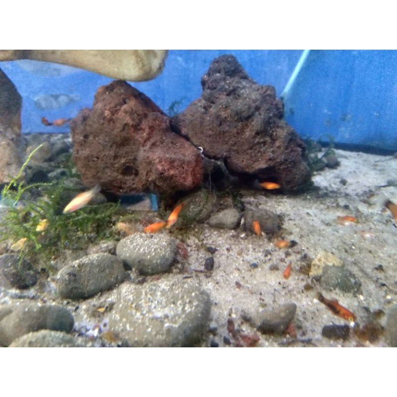 

ikan hias platy Red Coral & Caroline (Remaja)