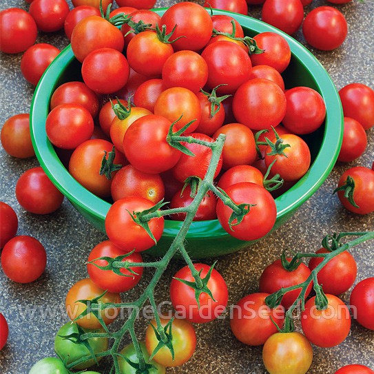 Benih Tomat, Cherry Tomato Small Red Cherry - Home Garden Seed