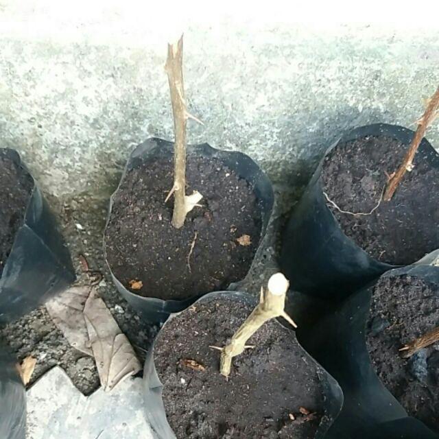 Tanaman Hias Bougenville Singapur Varigata Sudah Berakar. Bogenvile