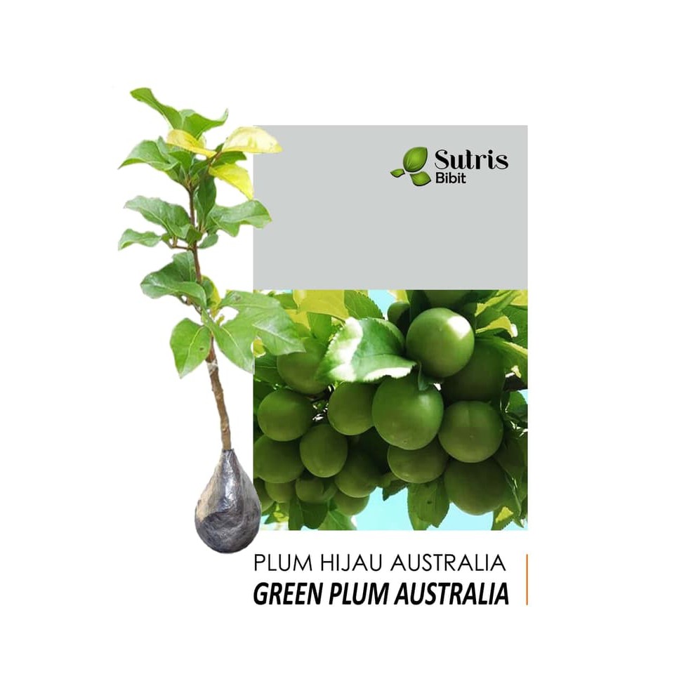 Bibit Tanaman Buah Plum Hijau/Green Plum Australia