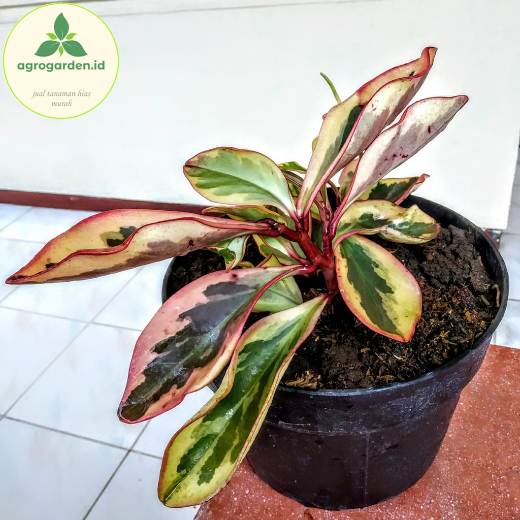 Tanaman Hias Peperomia Obtusifolia - Teplan Merah - Peperomia Merah