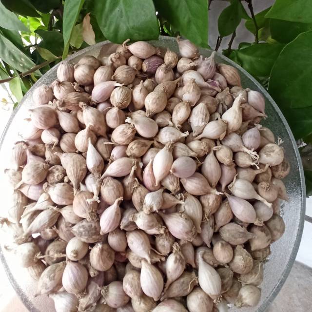 Bawang Putih Tunggal Lokal  / Bawang Lanang Lokal / Ukuran Kecil 1 KG
